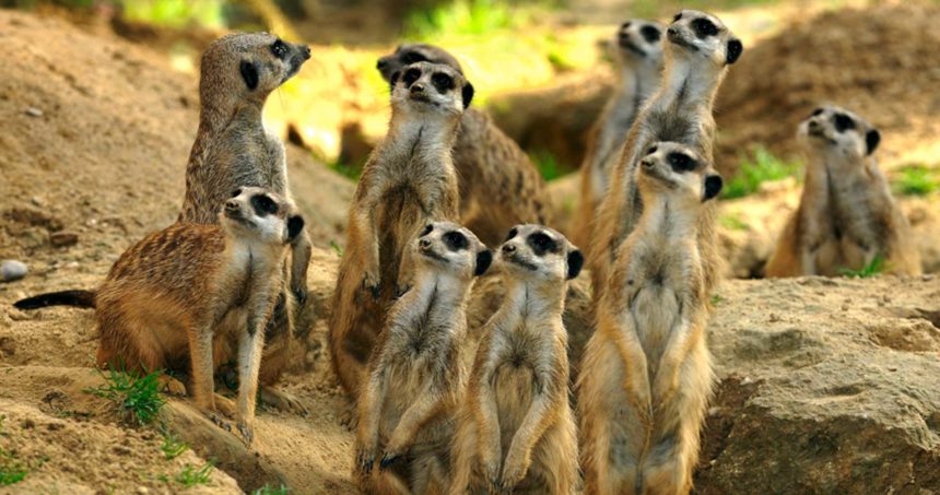 „Dreamnight at the Zoo 2018“ im Kölner Zoo